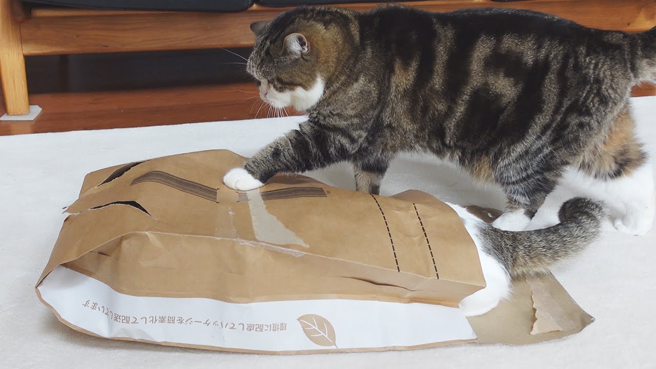 仕返しが速いねこ。-Maru gets back at Miri quickly.-