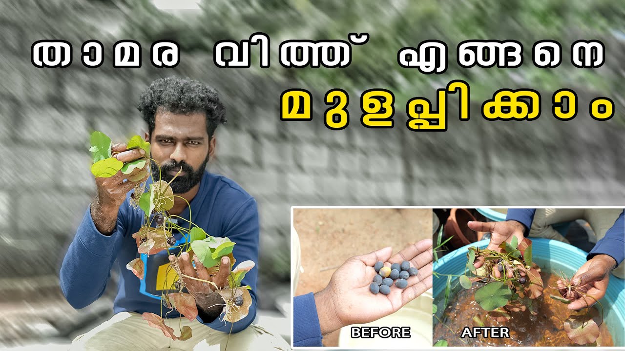 ഹൈബ്രിഡ് താമര വിത്ത് എങ്ങനെ മുളപ്പിക്കാം  | How to Germinate Hybrid Lotus Seeds | 4K