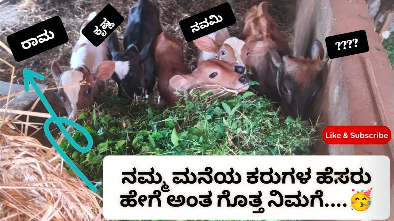 ಕರುಗಳ ಹೆಸರು ಹೇಗೆ ಇದೆ😇🥳💥. ನನ್ನ ಇಷ್ಟದ ಕರು ಯಾವುದು ಅಂತ ಕಾಮೆಂಟ್ ಮಾಡಿ 👍. #minivlog #hallihudugi #village