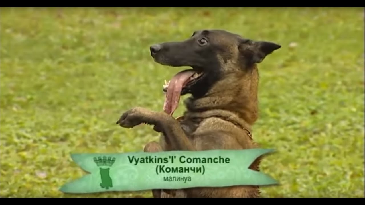 Бесконфликтная школа дрессировки