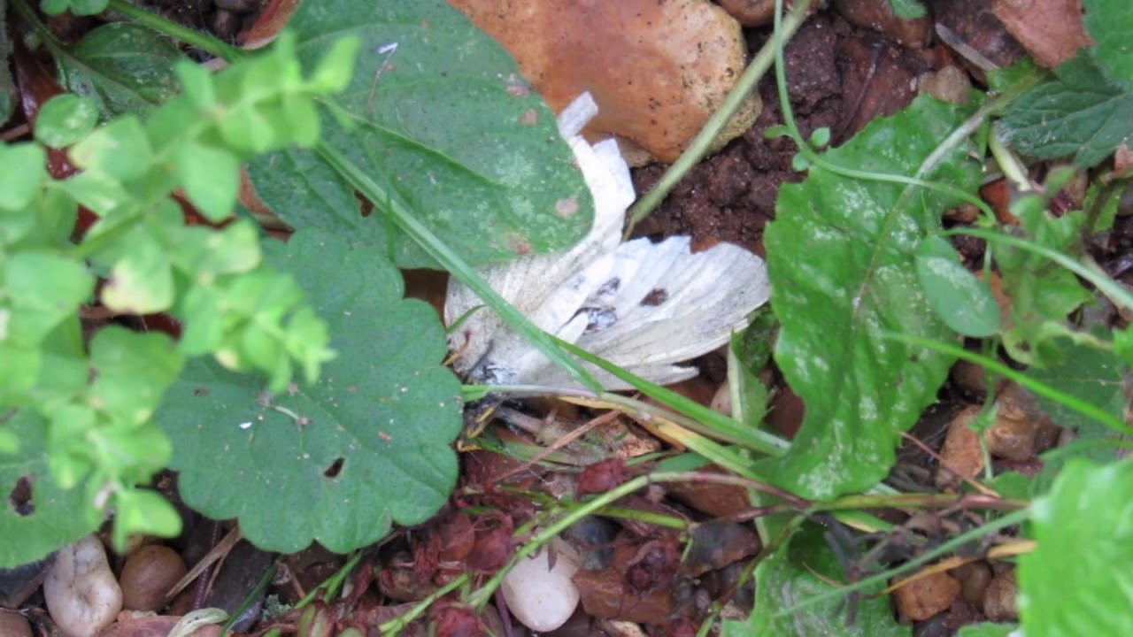 Wasp vs Butterfly