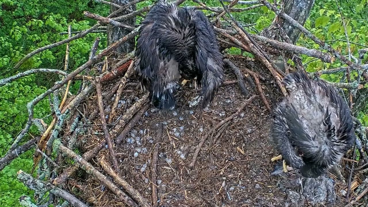 EP#446 #baldeagle Review birds in nest with nature #birdslovers #birdsounds #birdsnest #wildbirds