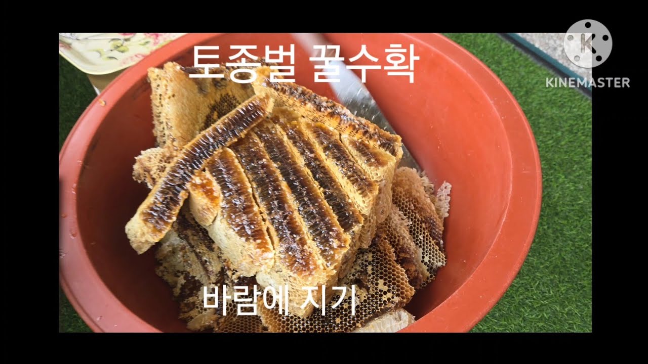 토봉이꿀수확하는날 #토종벌 #토종벌꿀수확 #꿀수확후계상작업