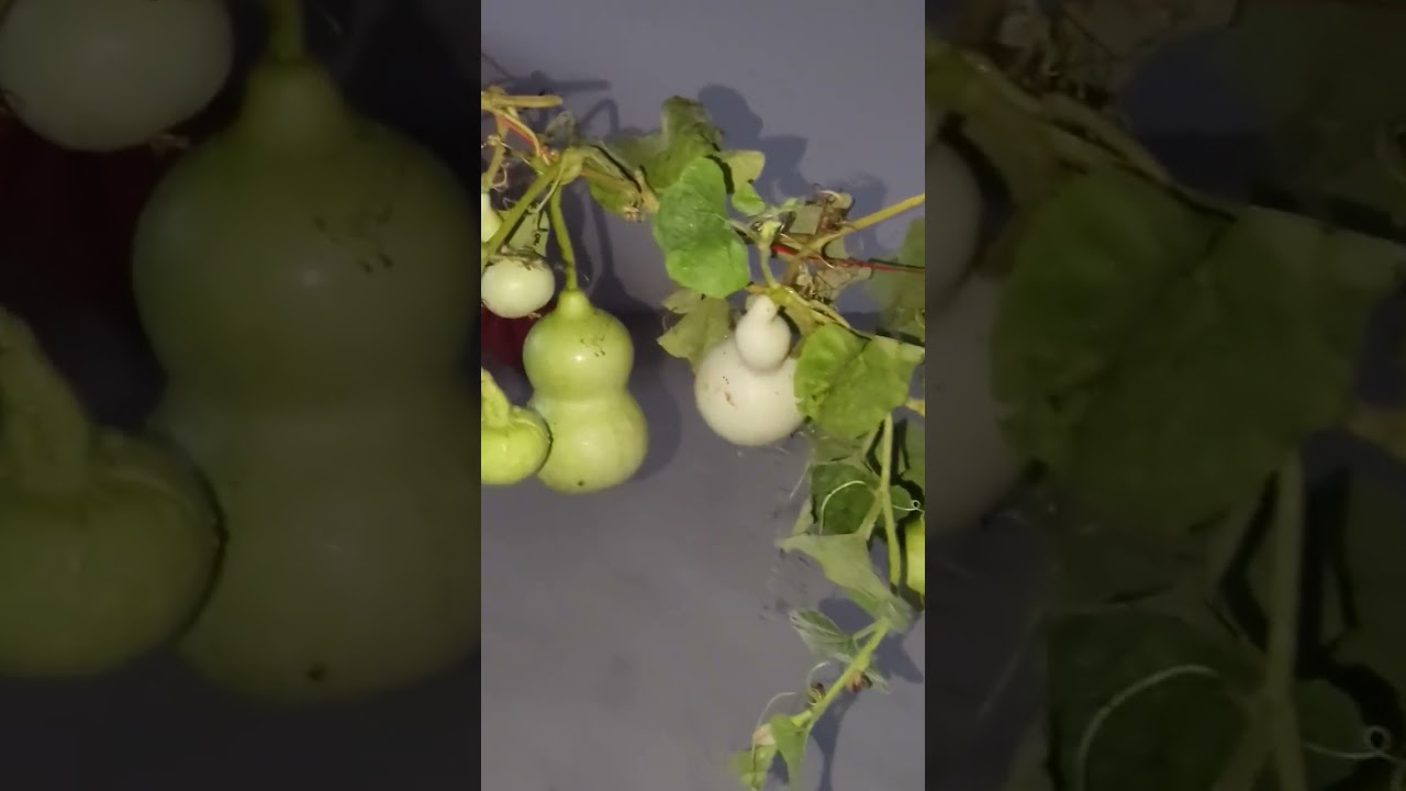 What we plant are vegetables but also the hope of every day. We wait for the hard work and