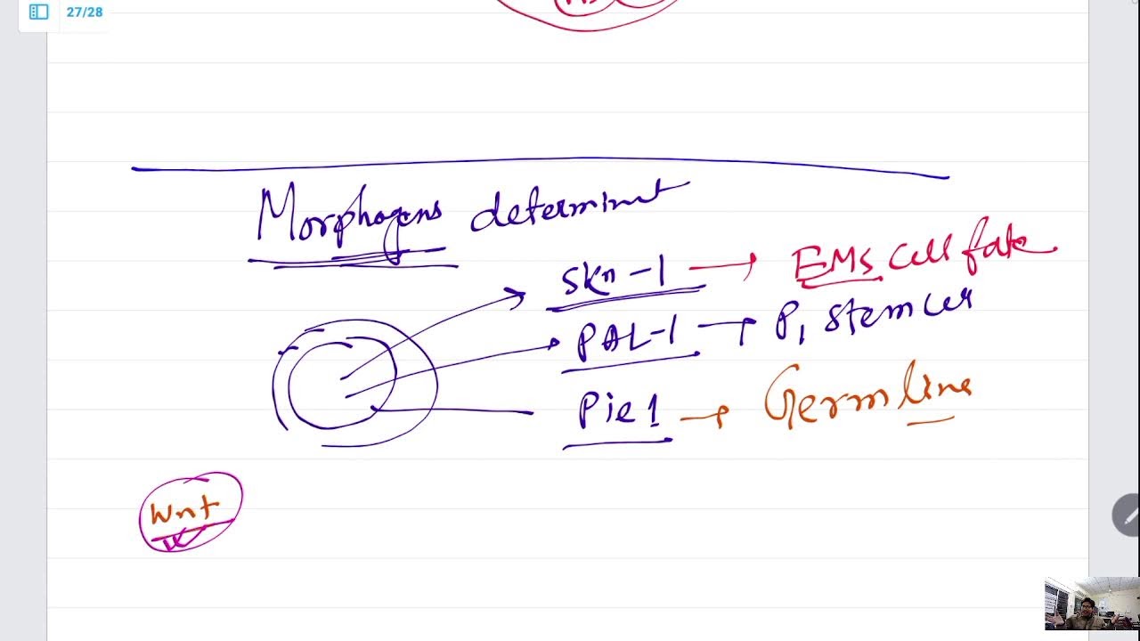C elegans development - part 1