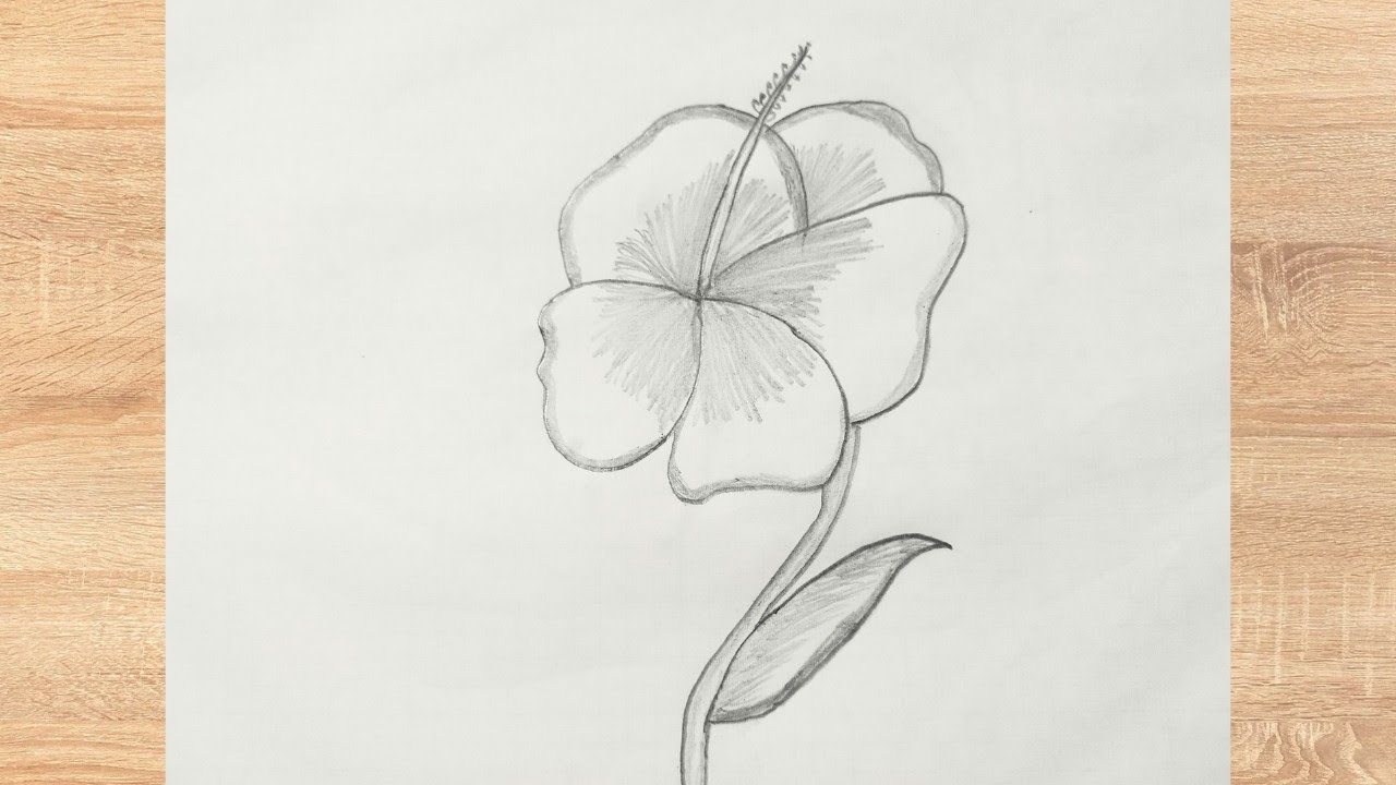 Draw the hibiscus || jasud || 