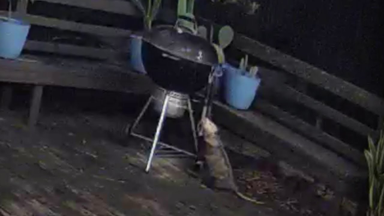 Possum Cleans Grill Tongs