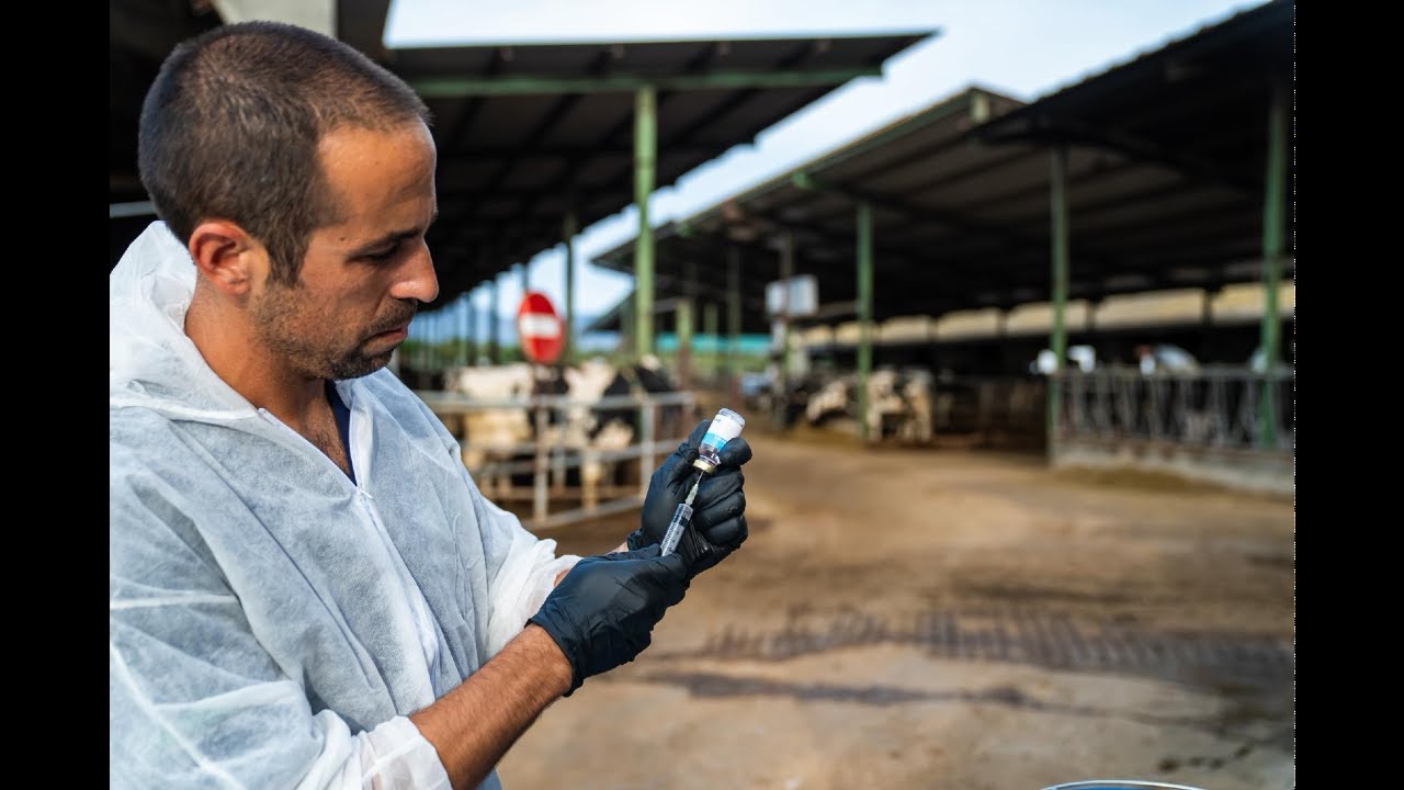 Cataluña  intensifica vacunación contra la dermatosis nodular en Girona tras 2 nuevos casos