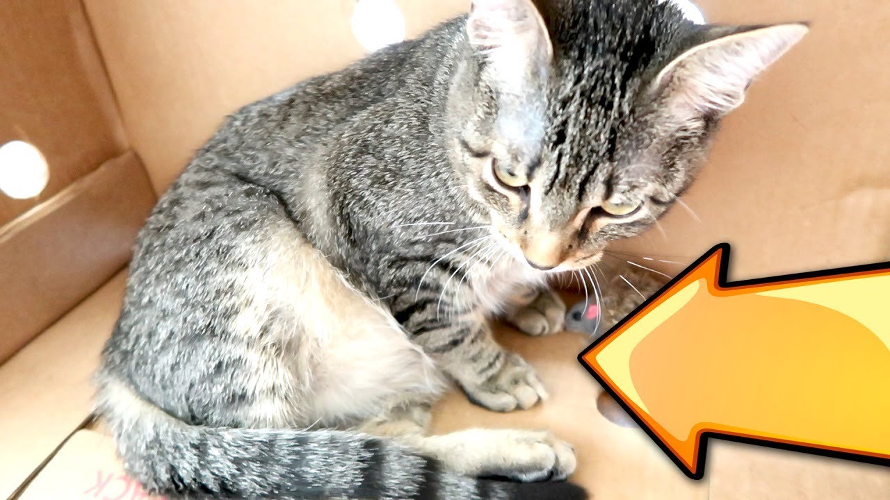 WHAT HAPPENED TO DUDE THE CAT..