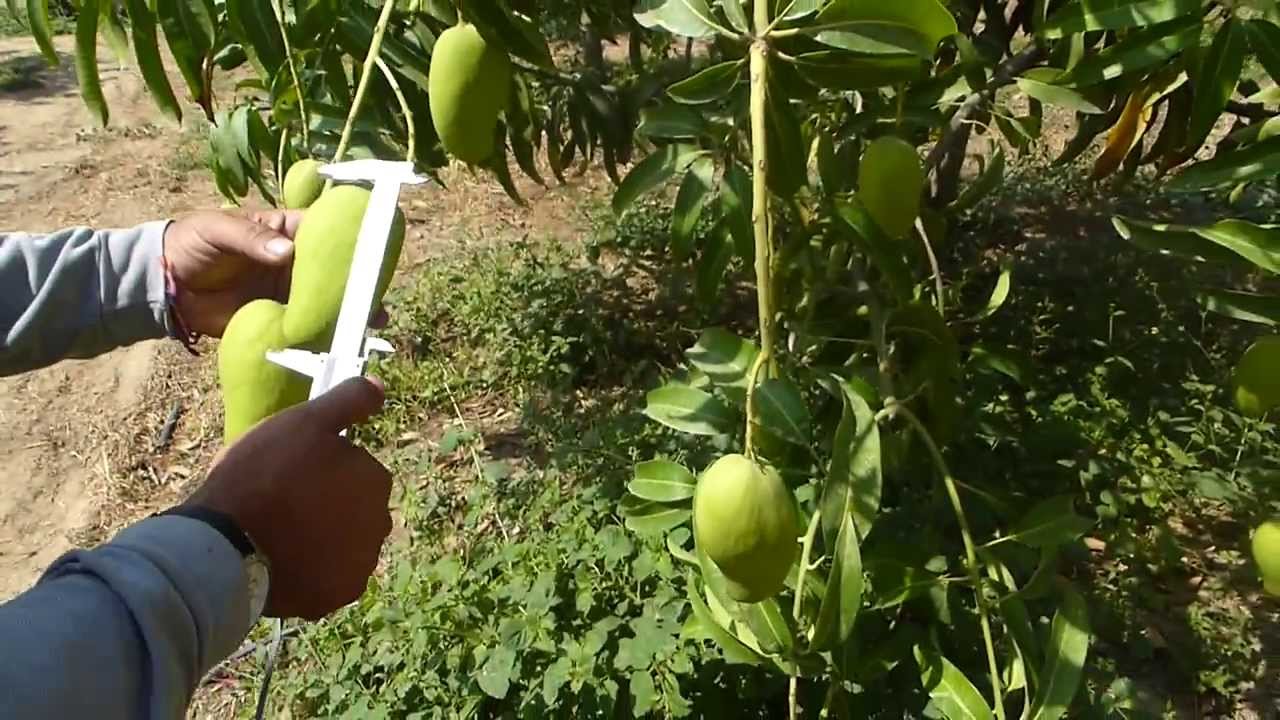 MANGO ATAULFO. PIURA-PERU