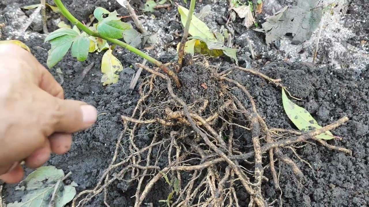 Маракуйя північна: розмноження кореневищами