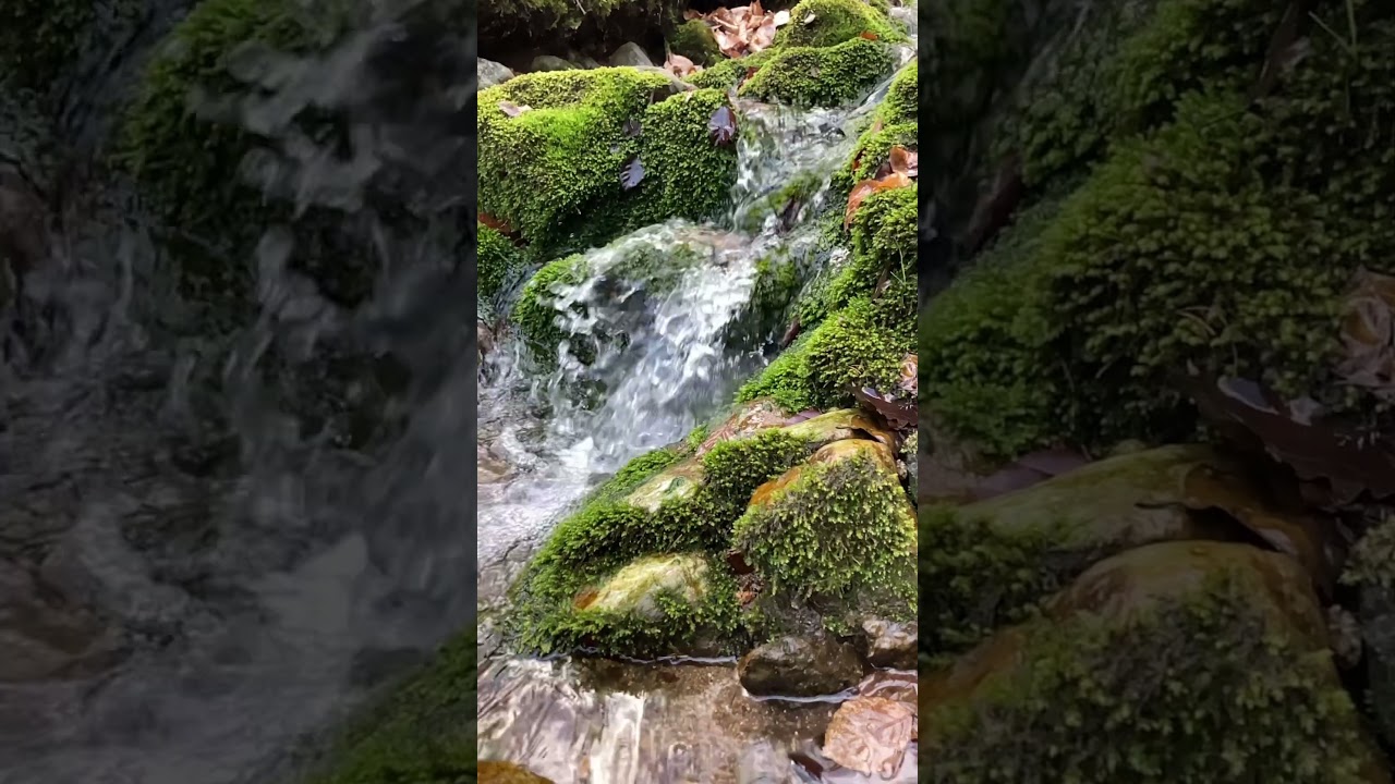 #foreststream #freshwater #estastonne #guitar