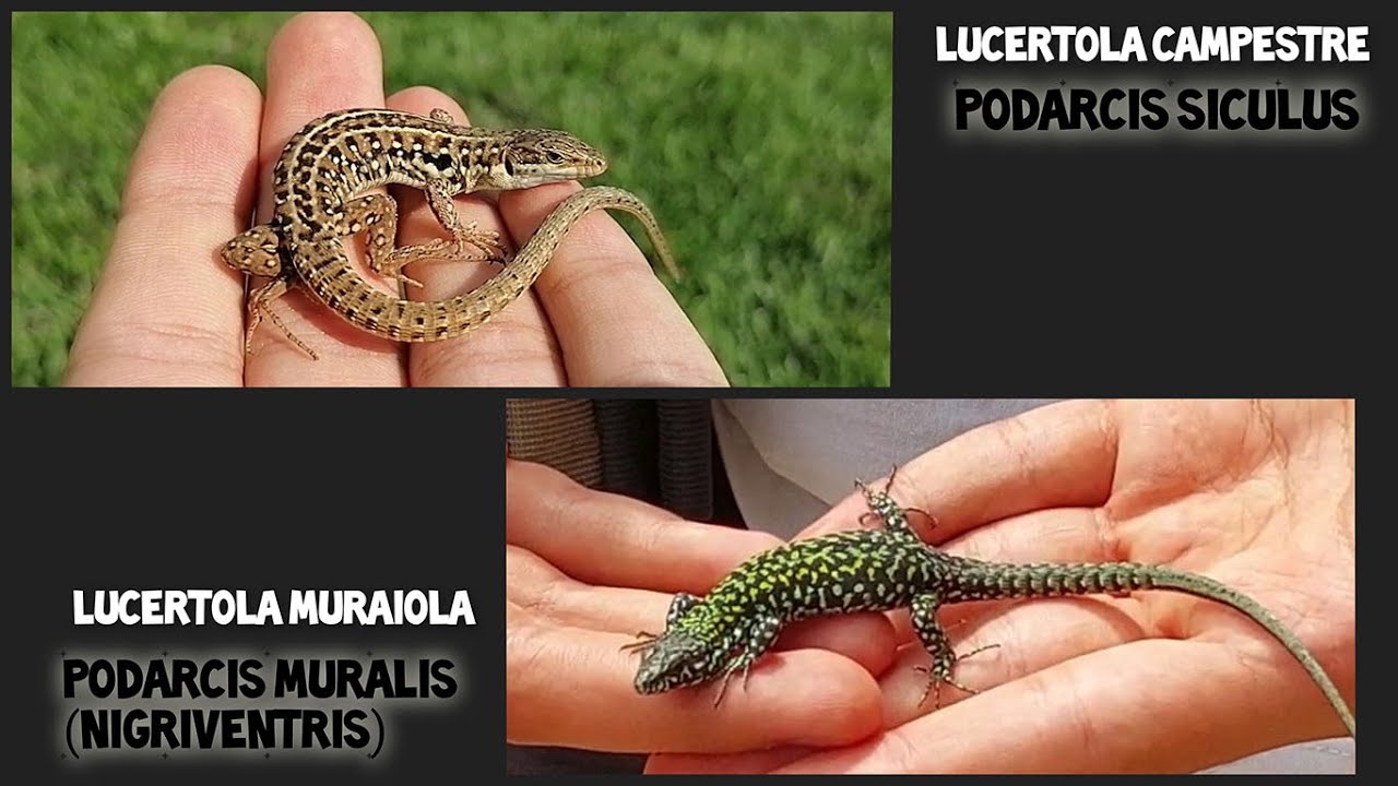 Differenza tra Lucertola Muraiola e Lucertola Campestre