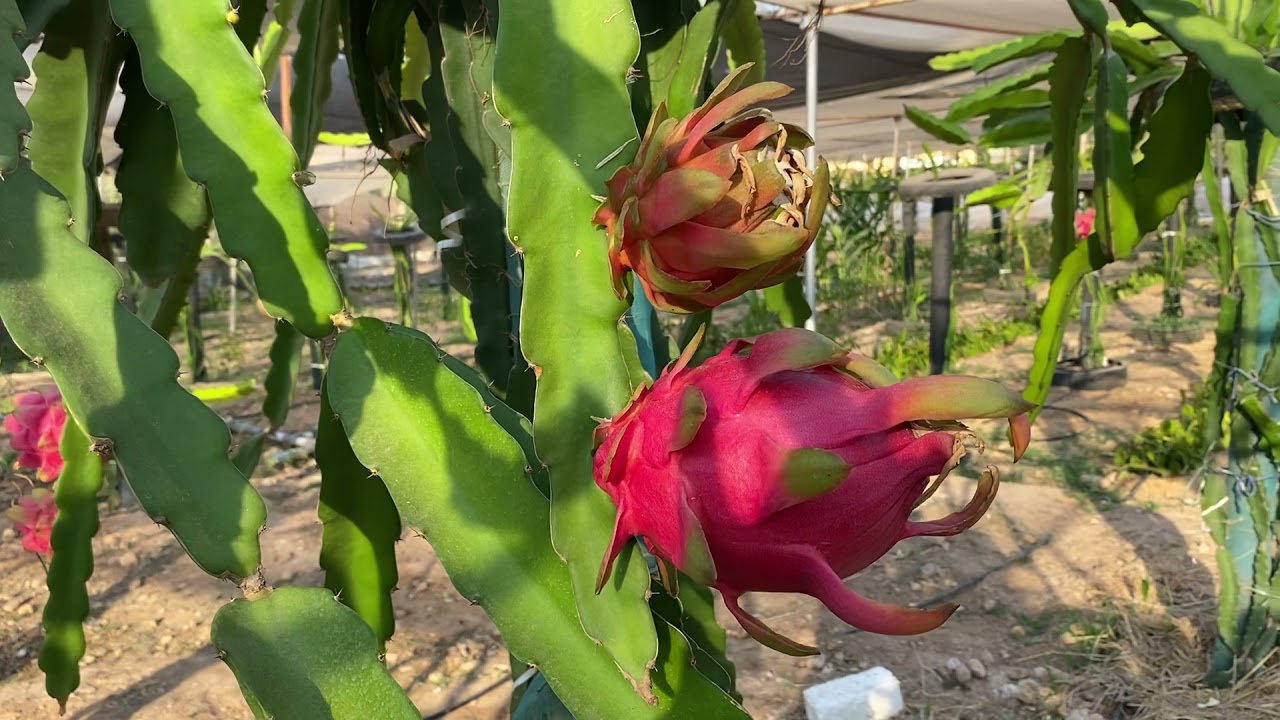 الحلقة رقم ٩٣ تقليم وتطعيم الدراجون فروت وانتاج ثمار pruning, grafting and producing fruits