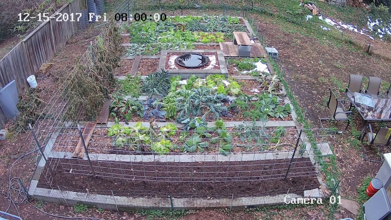 Vegetables Thriving After Snowfall!