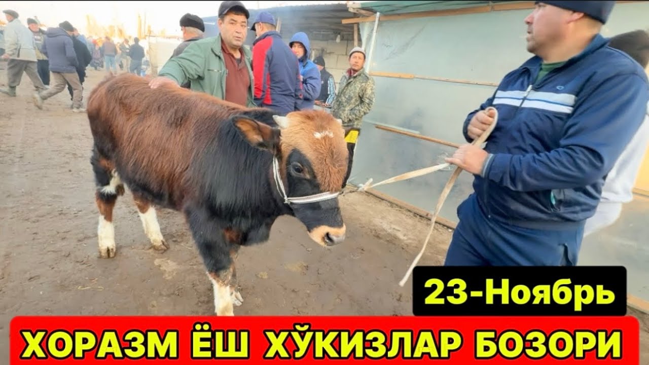 ХОРАЗМ МОЛ БОЗОРИ... ЁШ ХЎКИЗЛАР САВДОСИ 23-ноября 2025 г.