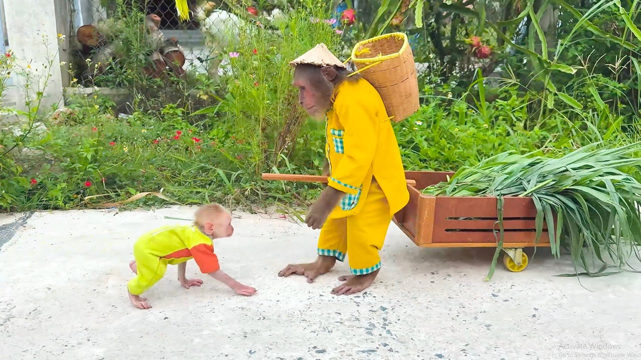 Too Sweet to Miss! Baby Monkey Refuses to Be Apart From CUTIS