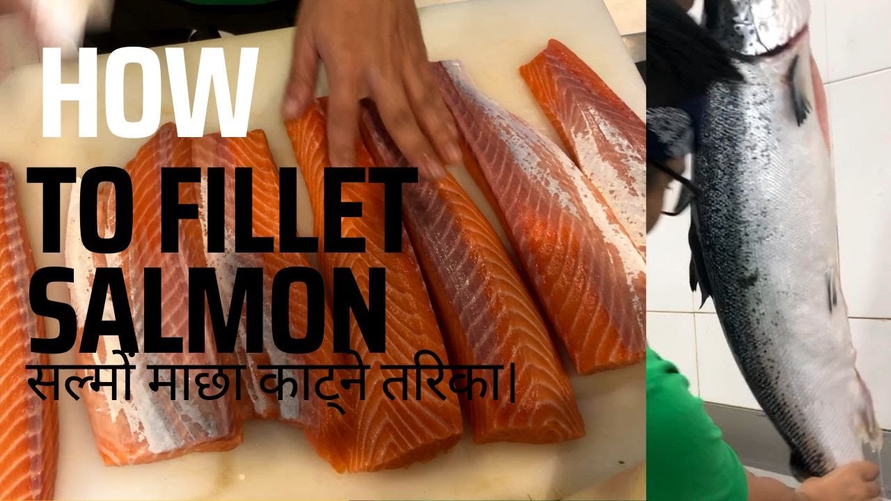 The magar, how to fillet salmon. सल्मों माछा काट्ने तरिका।