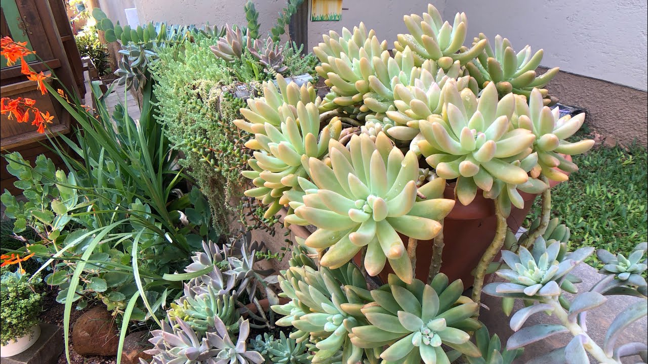 Corredor das SUCULENTAS de SOl PLENO + Echeveria Perle
