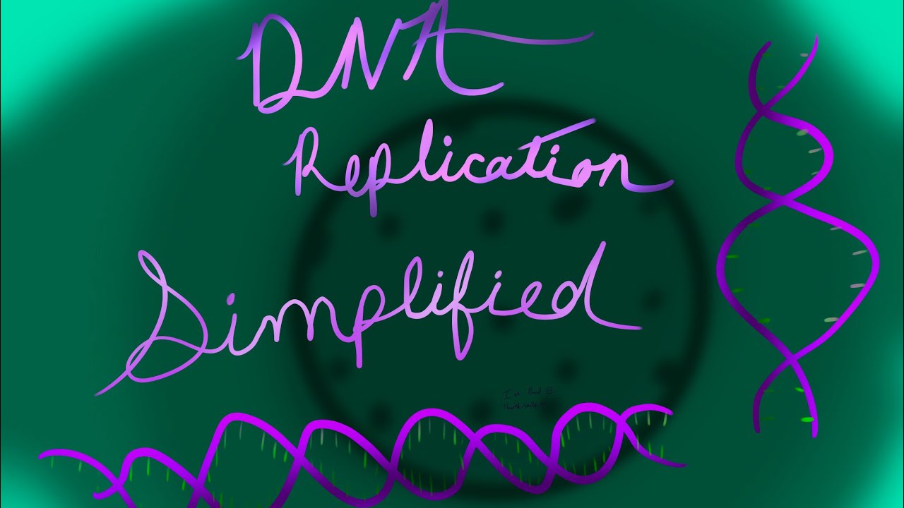 Simplified DNA Replication 