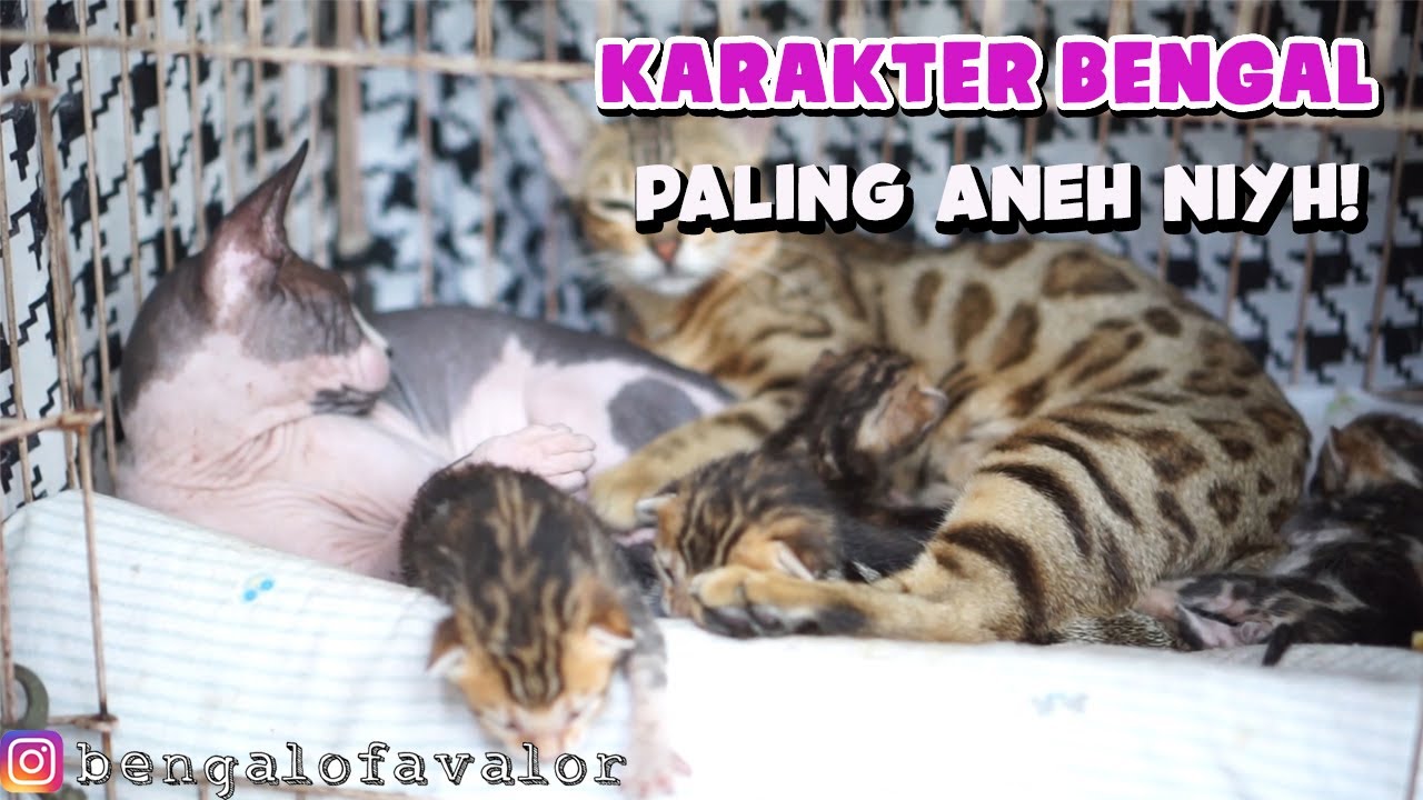 KUCING BENGAL PALING WOLES DAN ANTENG