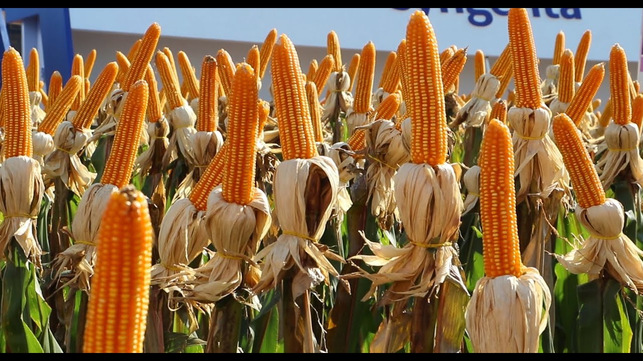 Lançamento de cultivar de milho tolerante à seca é destaque no Show Rural Coopavel