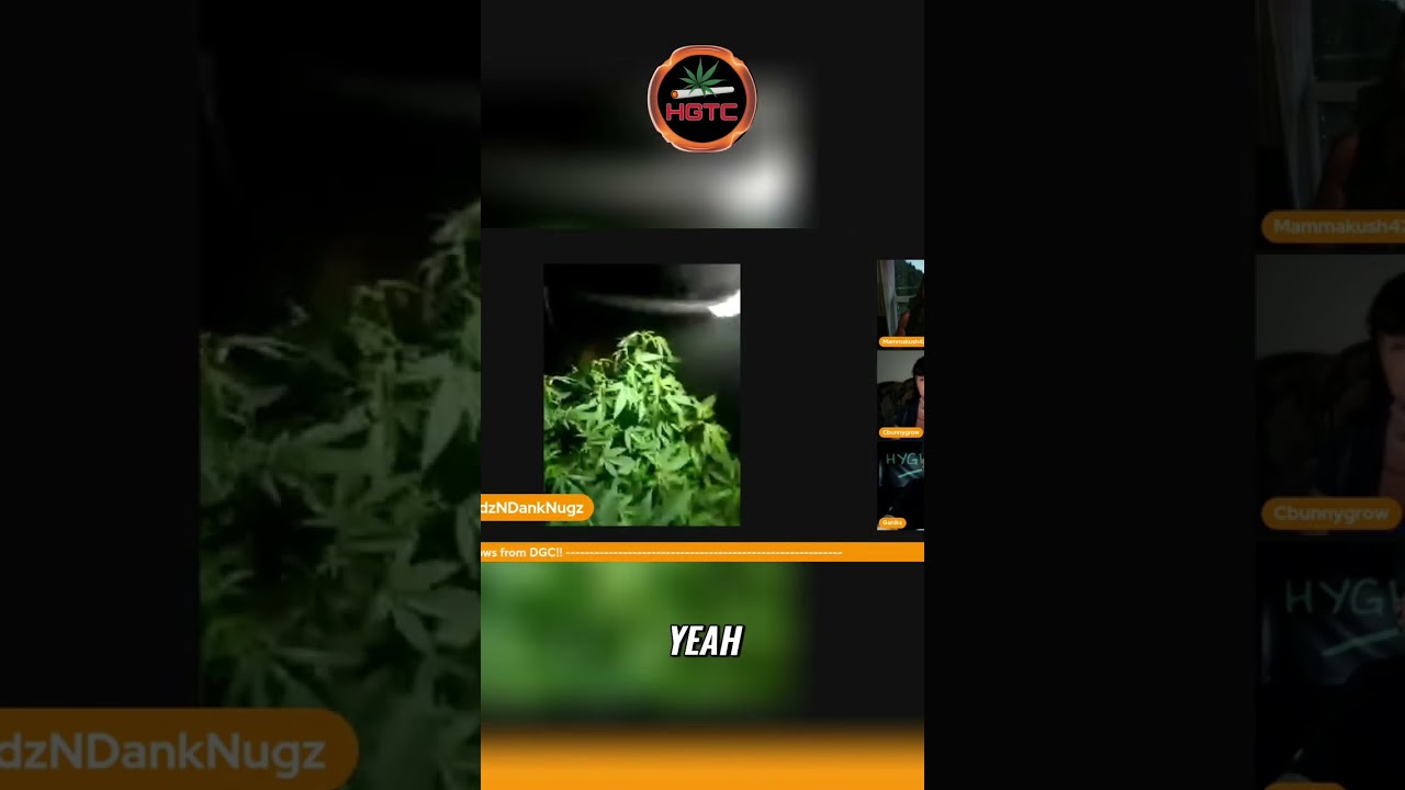 Growing THC Bomb: Beautiful Cannabis Plants in My Garden