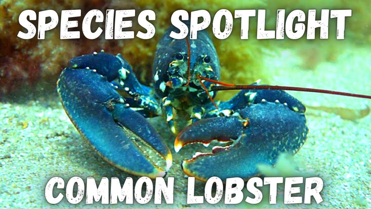 Species Spotlight - Common Lobster (Homarus gammarus)