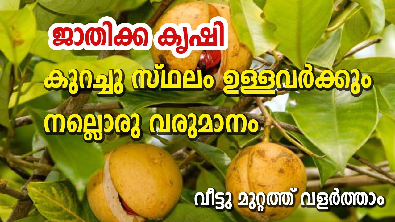 ജാതിക്ക കൃഷി കുറച്ചു സ്ഥലം ഉള്ളവർക്കും നല്ലൊരു വരുമാനം  |വീട്ടു മുറ്റത്ത് വളർത്താം | NUTMEG FARMING