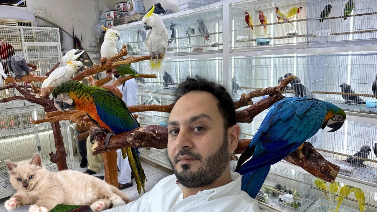 أنواع وأسعار  الطيور و الحيوانات في السوق