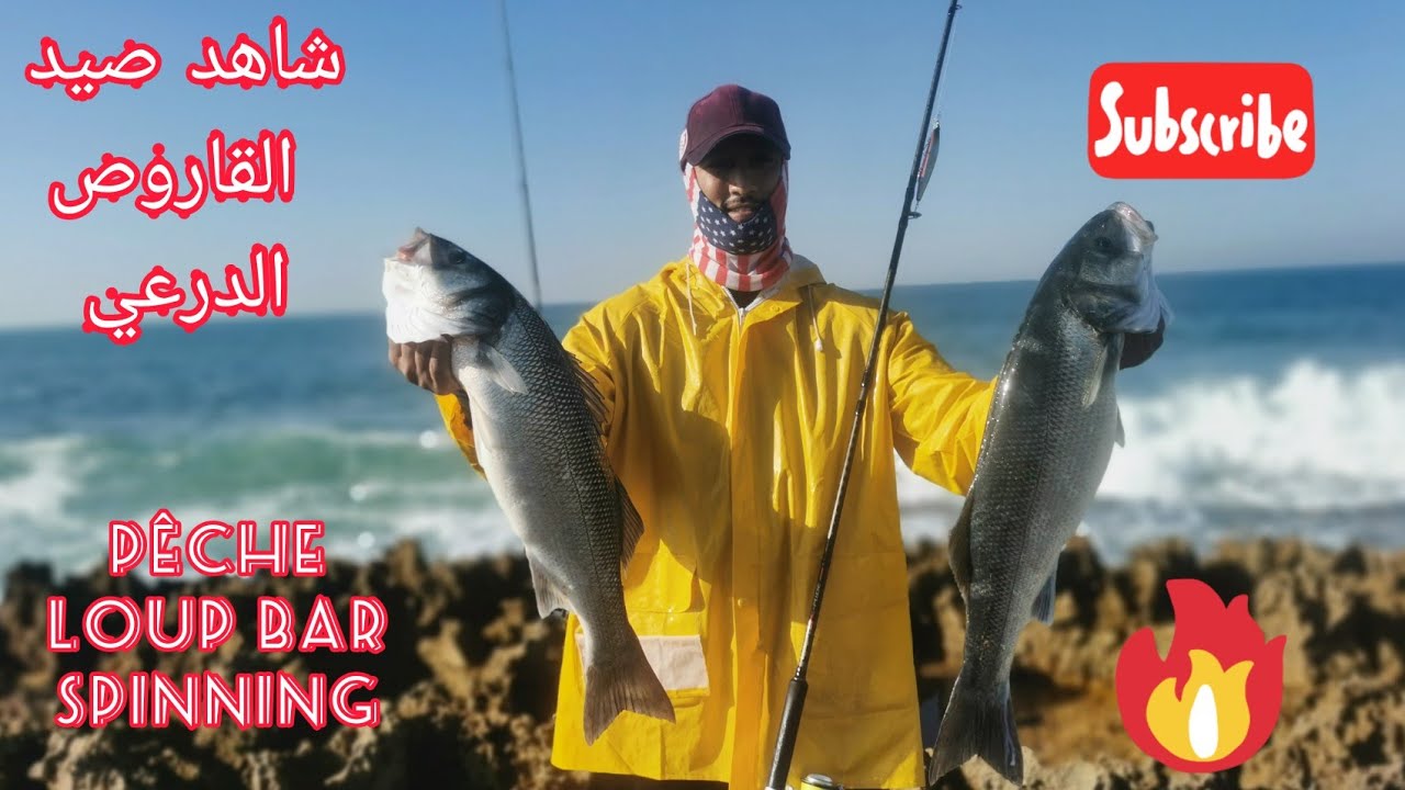 صيد الدرعي (القاروص) بالطعم الصناعي بتقنية #spinning السبينين