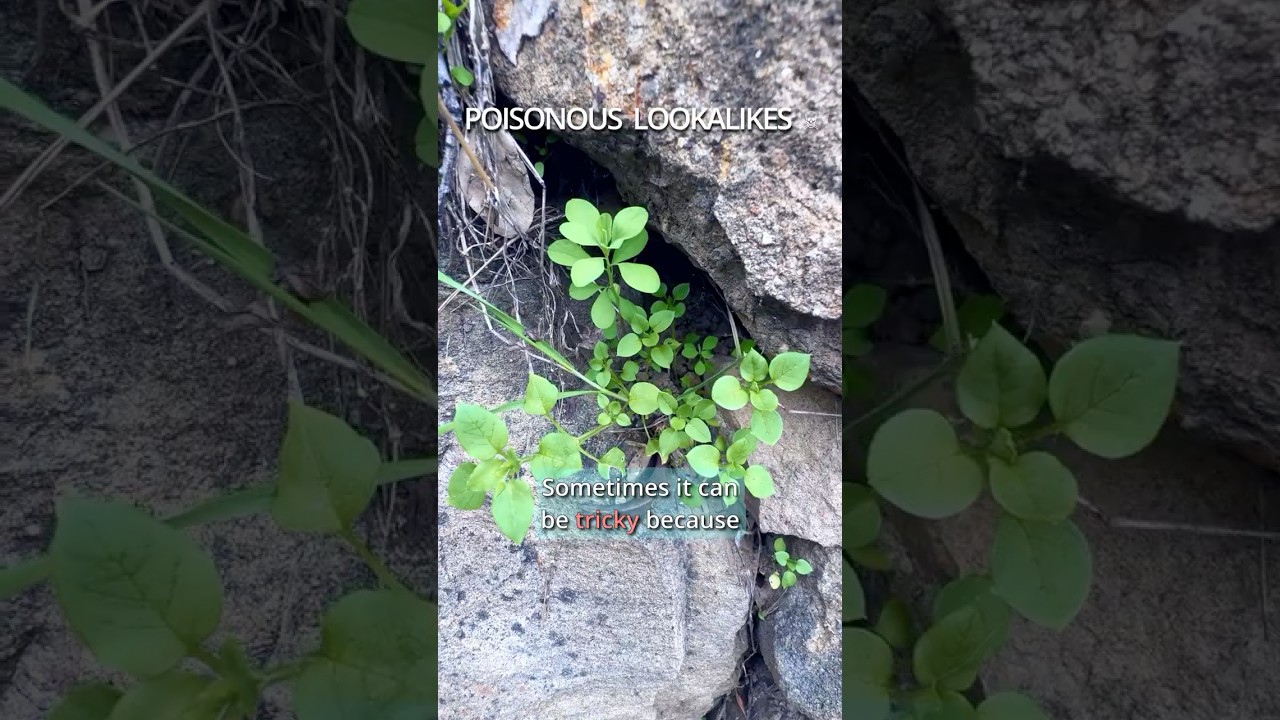 how to forage CHICKWEED and not poison yourself