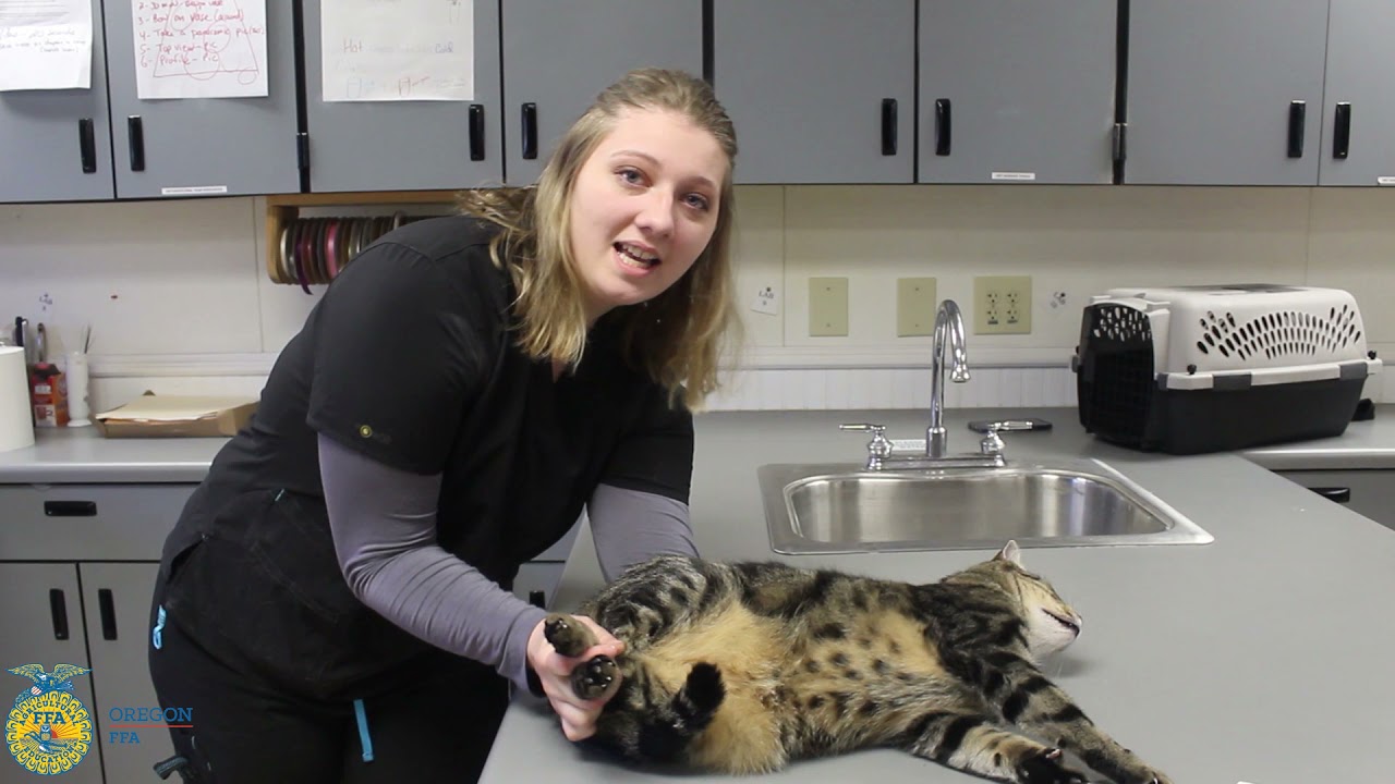 Cat Restraint for Femoral Venipuncture