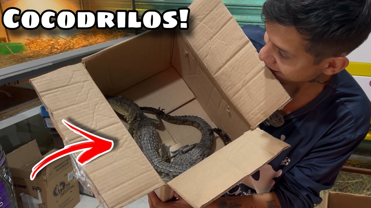 Nuevos Animalitos para la Tienda De mascotas!
