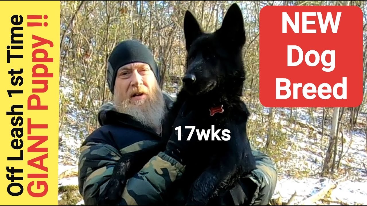 GIANT Puppy - NEW Dog Breed - Puukko's 1st Off Leash Hike - Lycan Shepherd