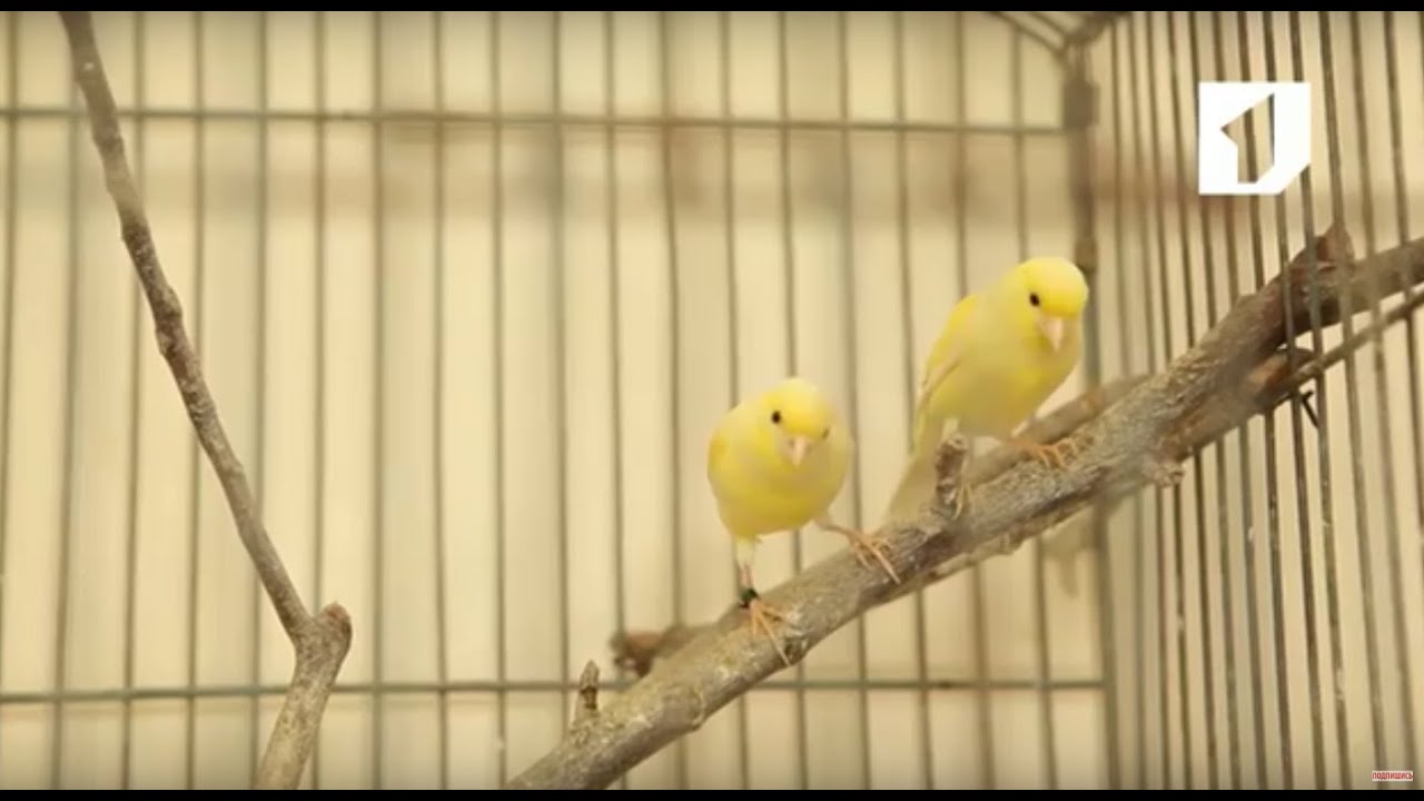 Утренний эфир / Разведение канареек