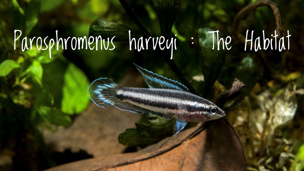 Parosphromenus harveyi : The Habitat -Vlog #16