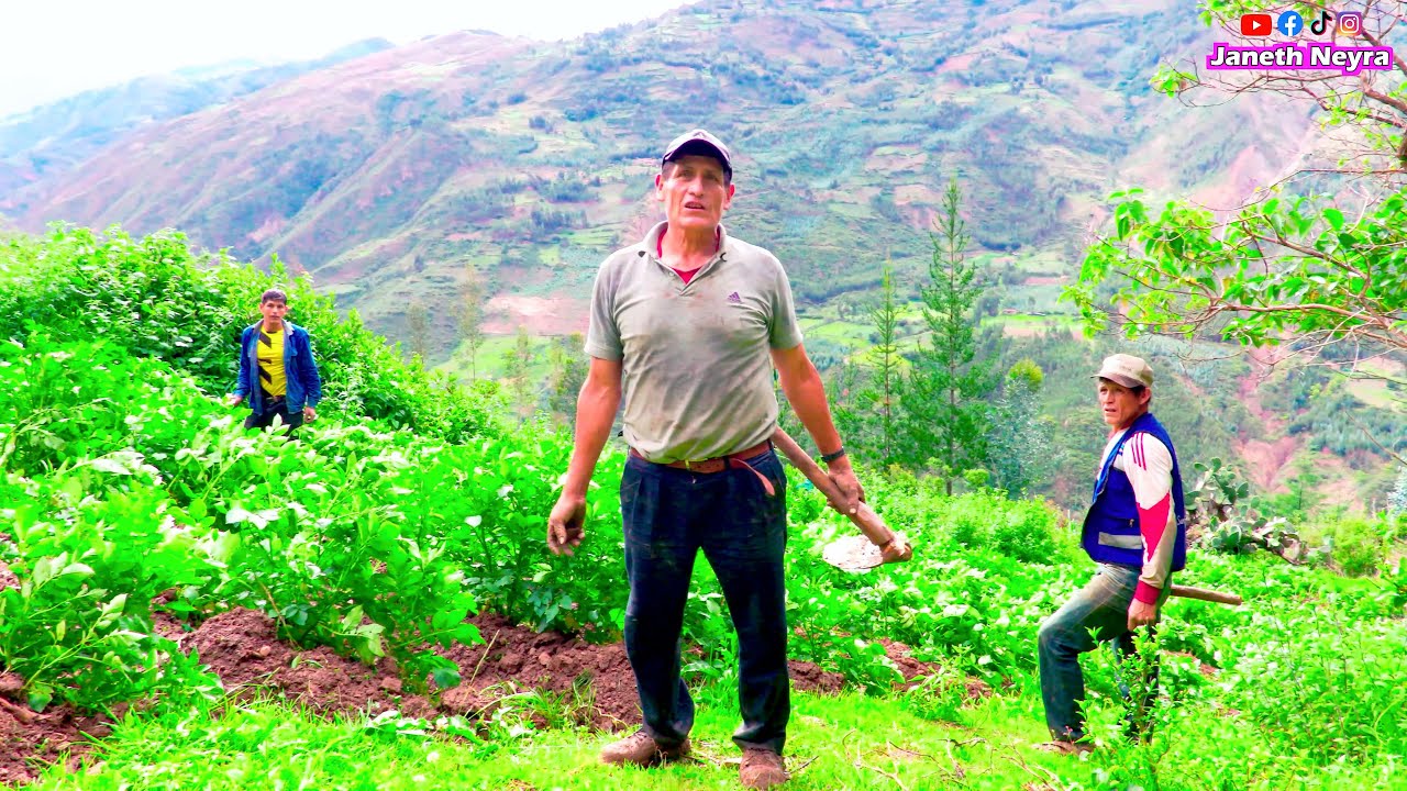 Así aporcamos las papas en el campo