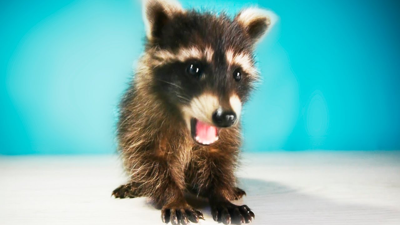 Я ЗАВЕЛ СЕБЕ НАСТОЯЩЕГО ЕНОТА. 10 ФАКТОВ О ЕНОТАХ