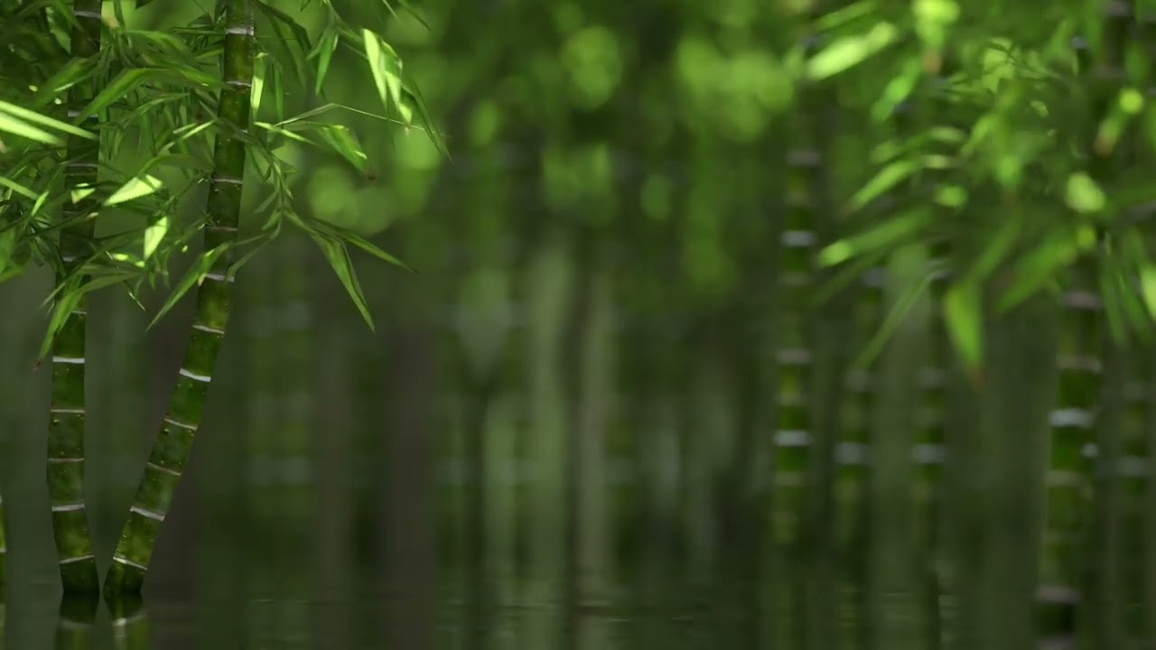 8 Hour Bamboo Forest Sleep Sounds | Overnight Nature Ambience for Deep Rest