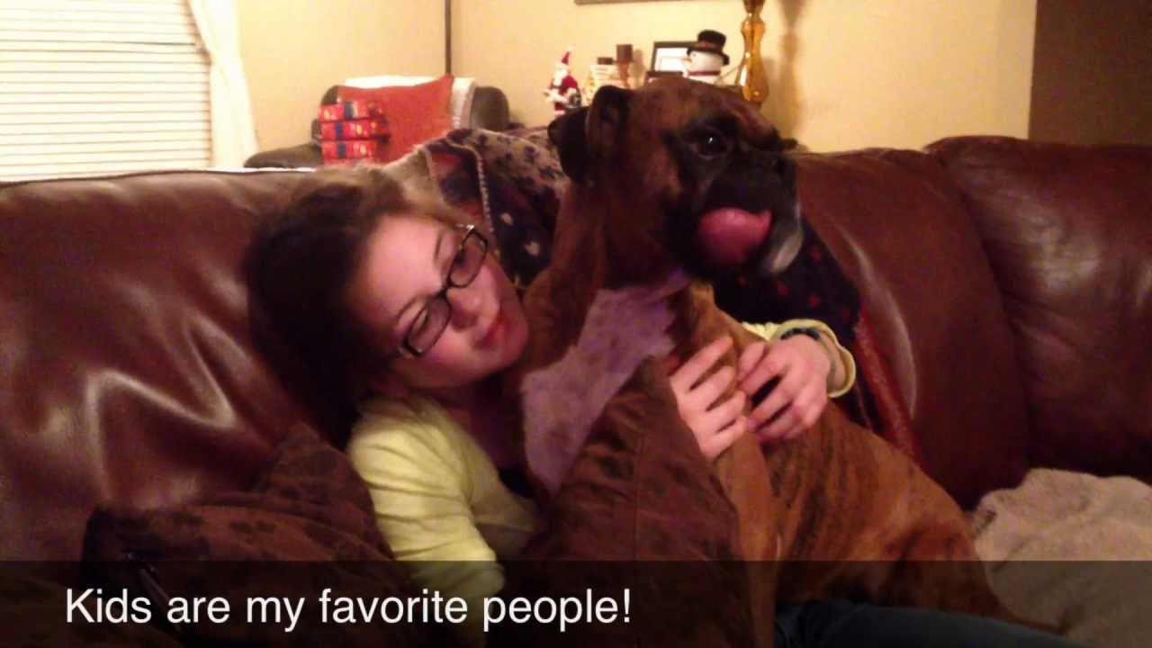 Apache - Legacy Boxer Rescue