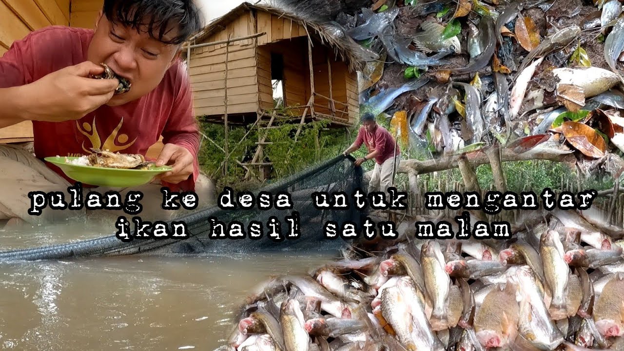 Rejeki hari ini panen ikan hasil ambat langsung masak dan makan di kebun hidup di hutan