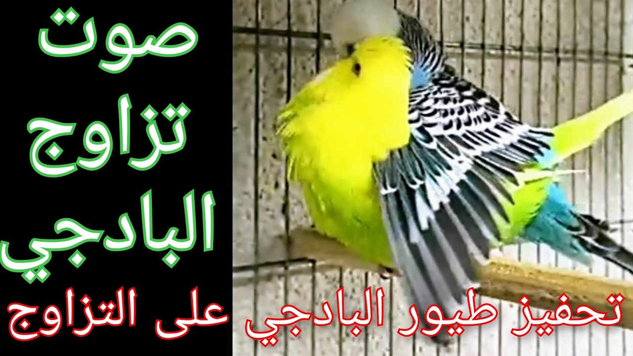 تحفيز طيور البادجي على التزاوج