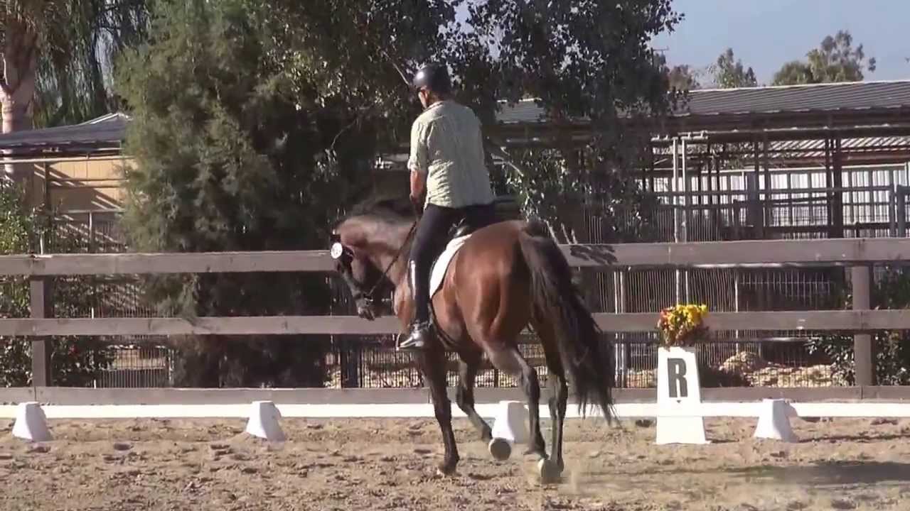 True To Houston & Kathleen Elliott - First Level Test 1 - September 2013 PGF Dressage Schooling Show