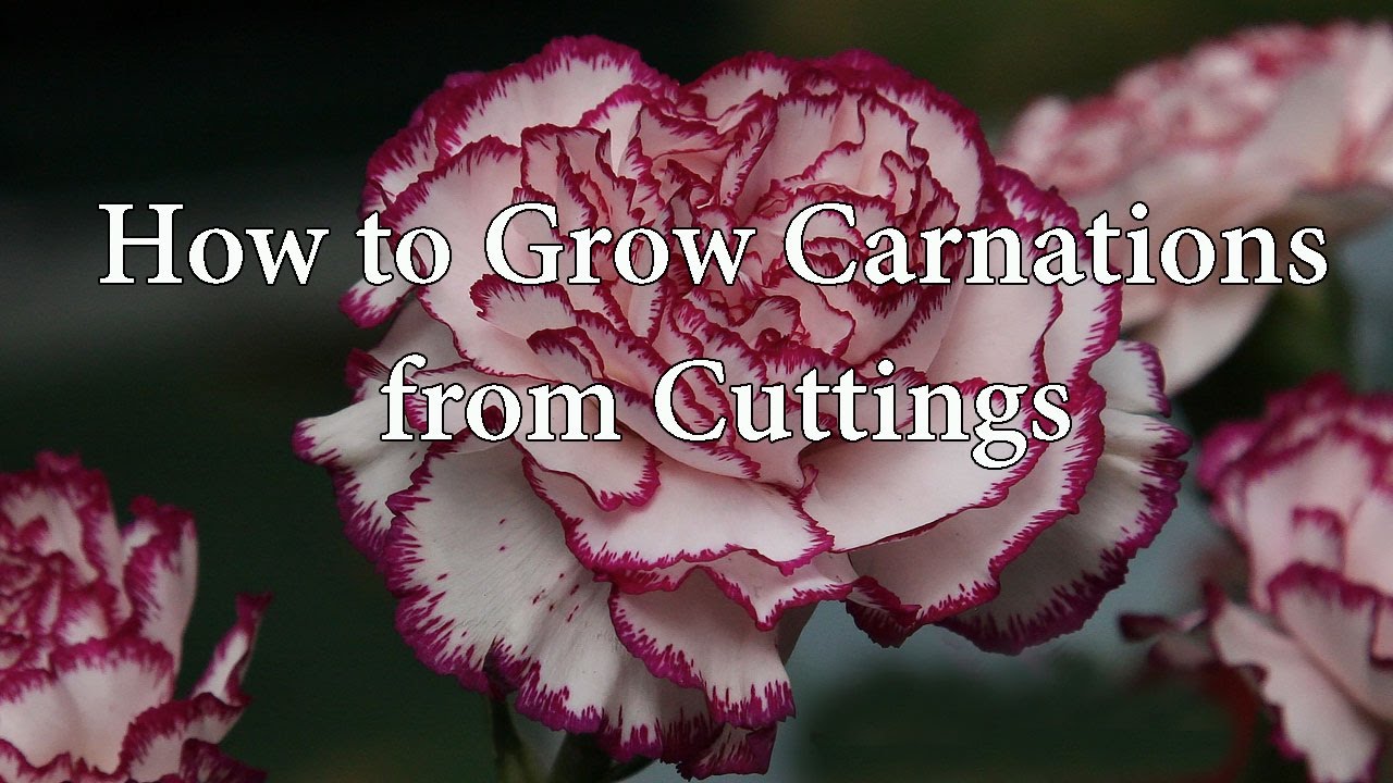 How to Grow (Propagate) Carnations or Dianthus from cuttings.