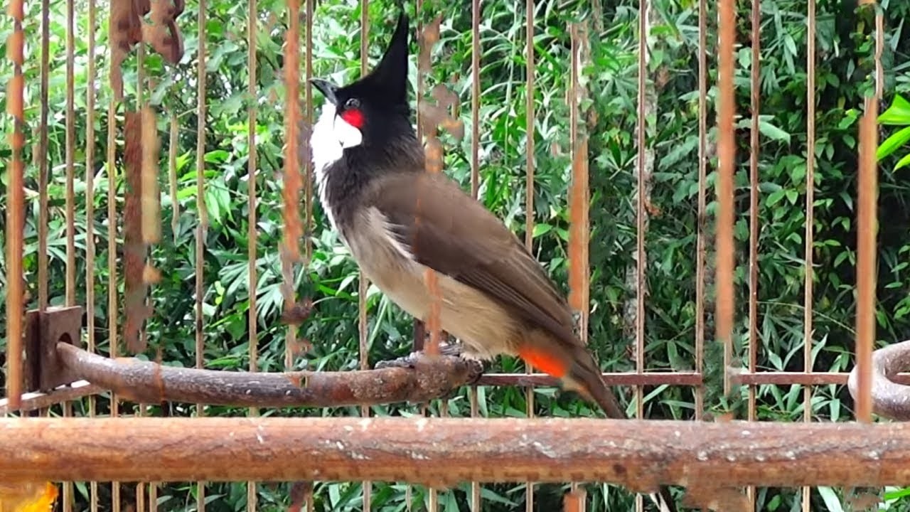 Thailand bird - เสียงนกกรงหัวจุก สำหรับต่อ หรือ เปิดให้นกคึก เสียงเพราะๆ -  #เจ้าคิง #นกกรงหัวจุก