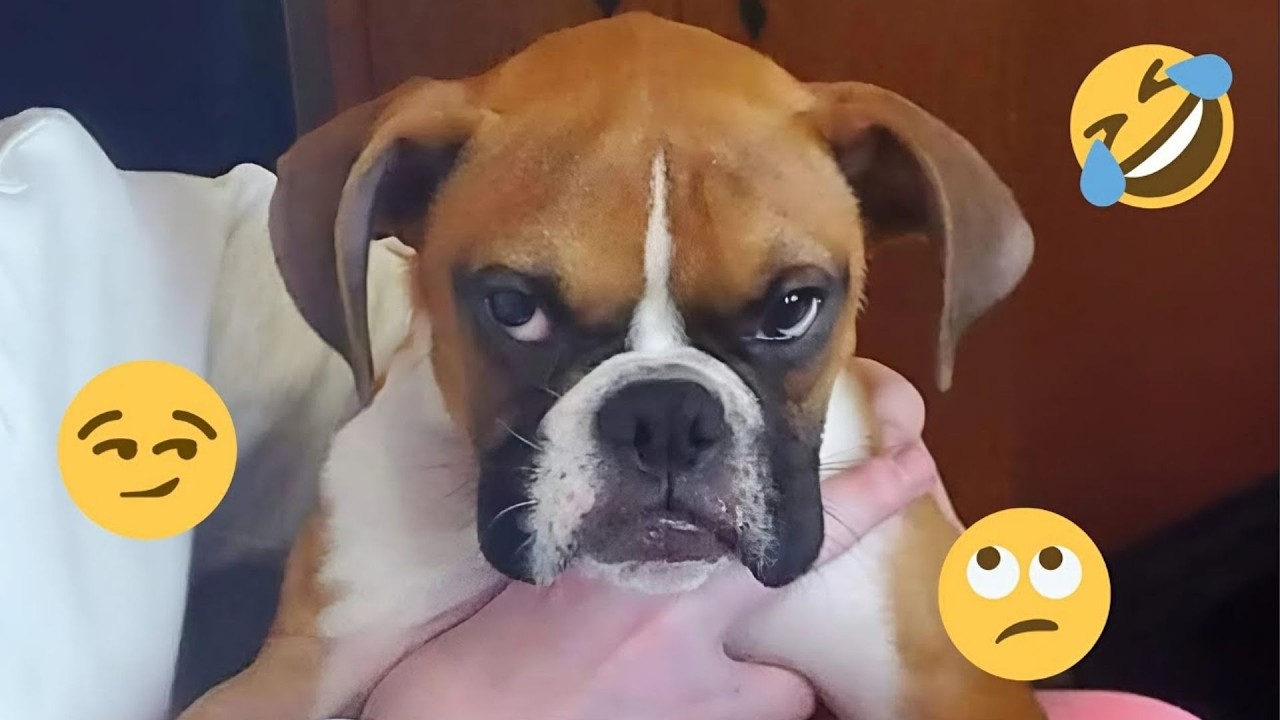 These Dog Videos of the Year Will Make You Laugh Way Too Hard 😂🐶