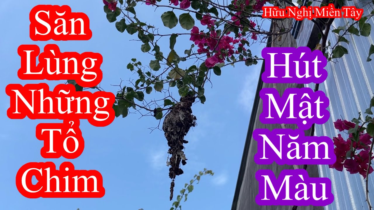 Một ngày đi bẫy hút mật 5 màu , gặp toàn bổi già đầu chấm đen