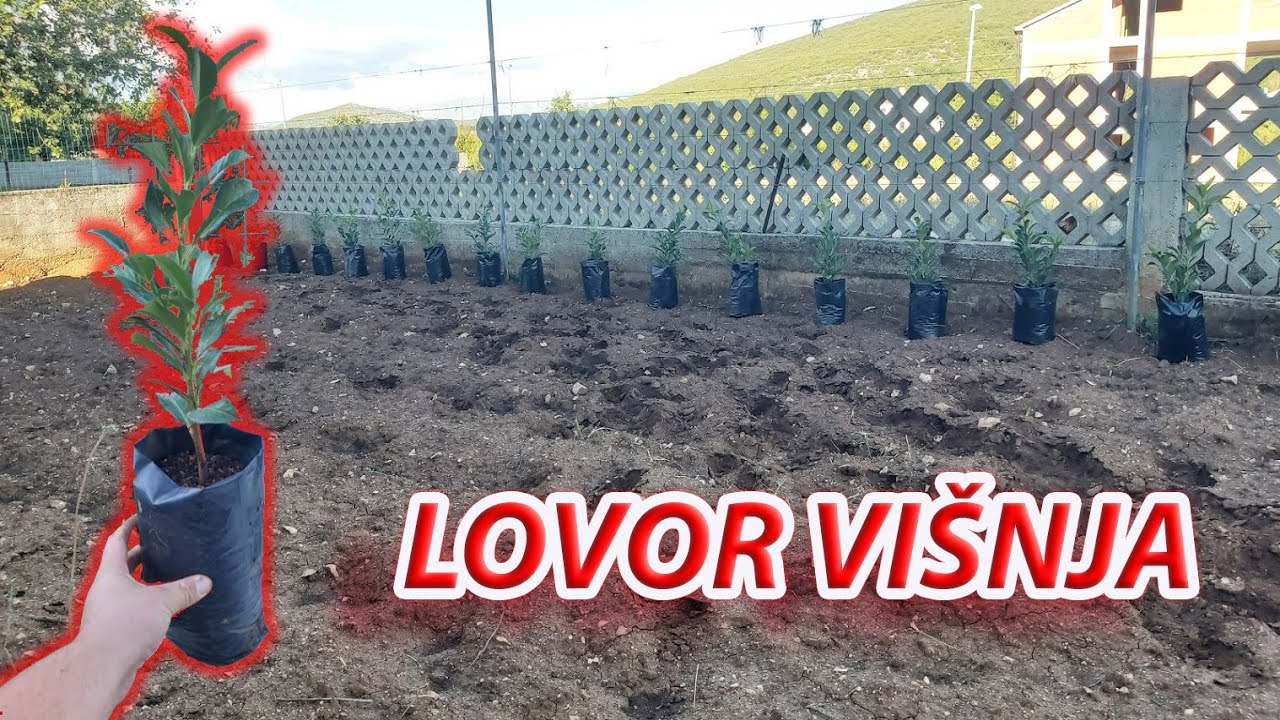 Razmnožavanje lovorvišnje reznicama(Prunus laurocerasus)-Propagating English laurel from cuttings