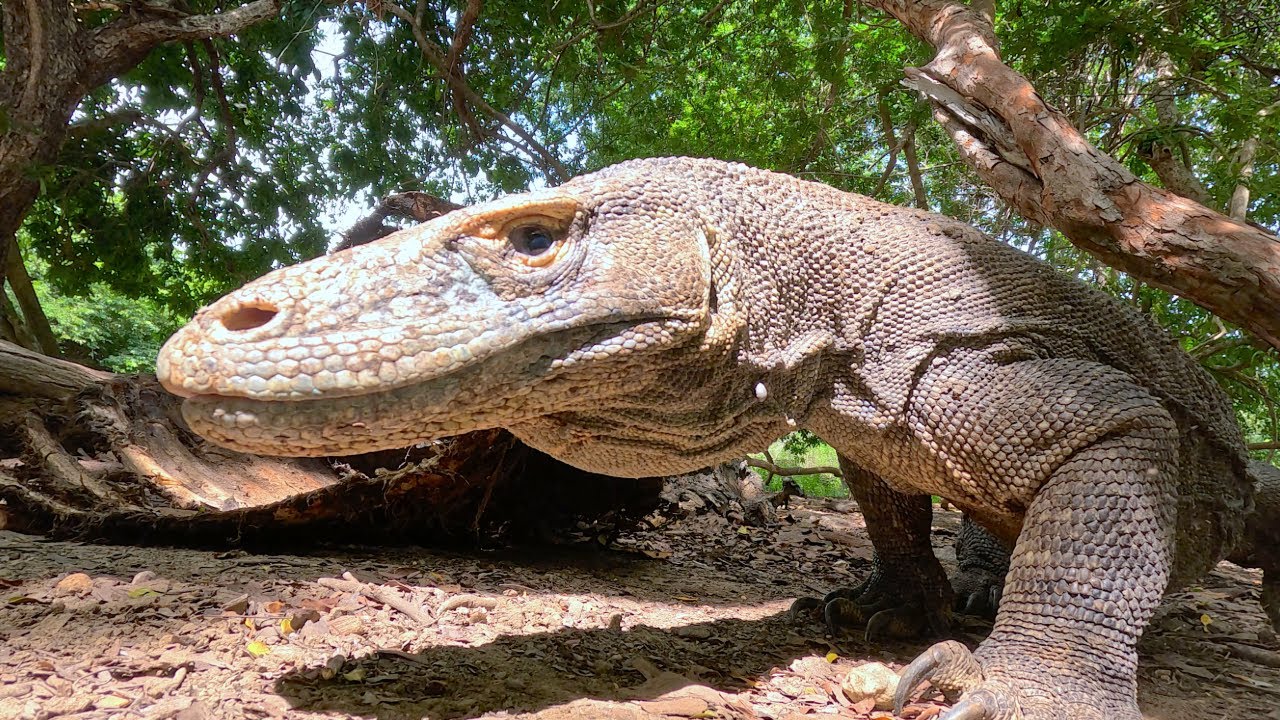 Komodo National Park: Full Documentary [4K]